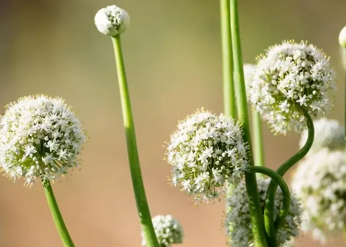 Tenohomes Rural Luxury Scape, Buenavista *